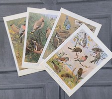 Set 4 Vintage British Garden