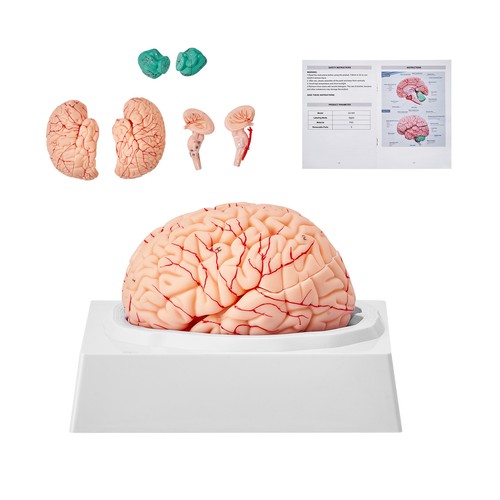 Human brain model anatomy - human,
