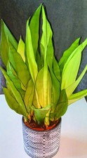 Sansevieria Moonshine / Snake Plant / 1 plant 25 cm