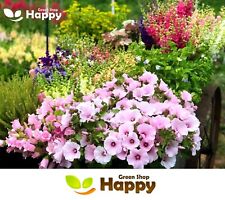 SOFT PINK MALLOW - REGIS