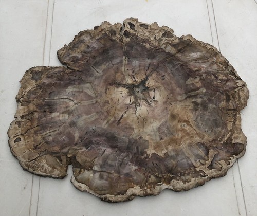 Petrified wood large size - petrified,