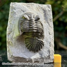 Hollardops mesocristata Fossil