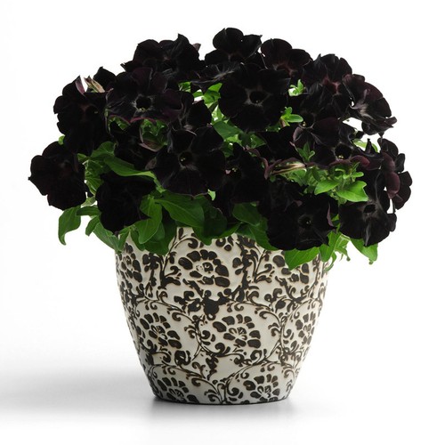 Black velvet petunia seeds - petunia,