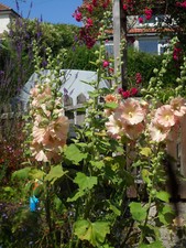 Hollyhock Alcea Seeds x 30