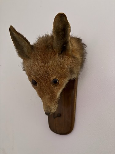 Taxidermy fox head vintage - fox,