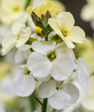 25 Ivory Wallflower Seeds