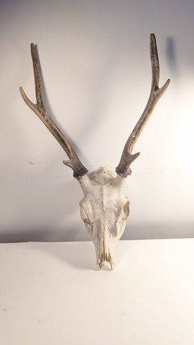 Stag skull and - stag, antlers