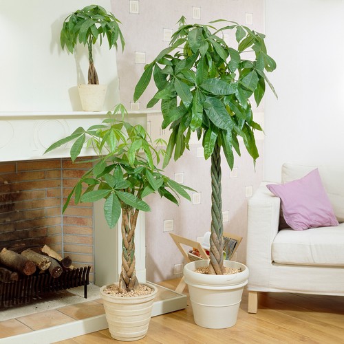 Pachira aquatica money tree - pachira,