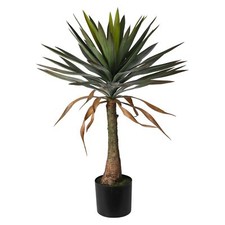 Large Yucca Tree Indoor