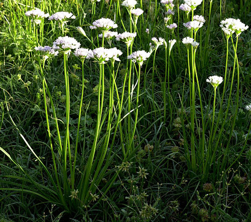 Wild garlic bulbs for - 20,