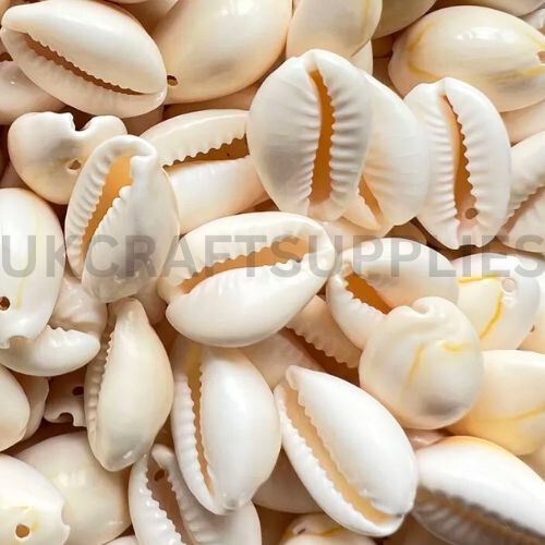 Pcs natural cowrie shell - pcs,