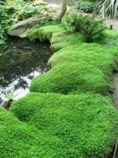 GREEN HELXINE 9 CM POT