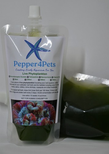 Marine phytoplankton species - 3,