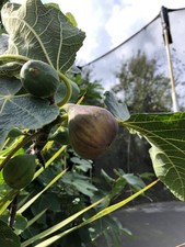 fig tree cuttings uk - Pingo de Mel variety