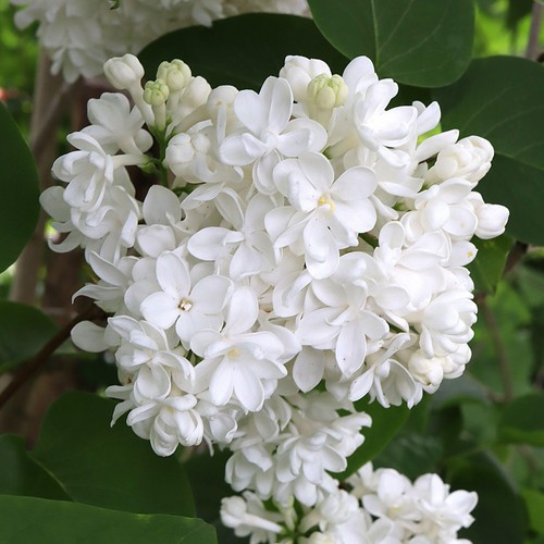 Syringa madame lemoine - syringa, lemoine'