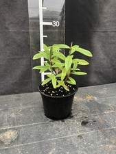 Hebe ‘Midsummer Beauty’