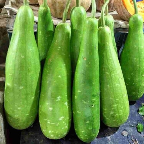 Bangladeshi long lau khodu - 8x,