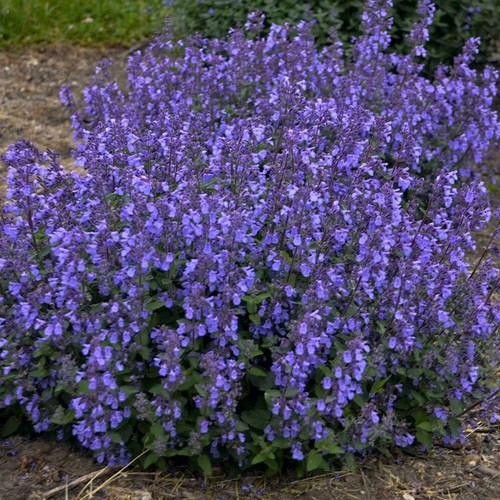 Scented nepeta kit kat - scented,