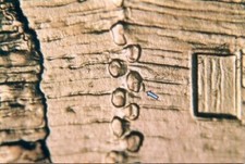 2009 P EC WDDR-010 Lincoln