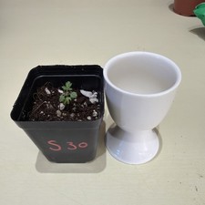 Rare Boswellia sacra