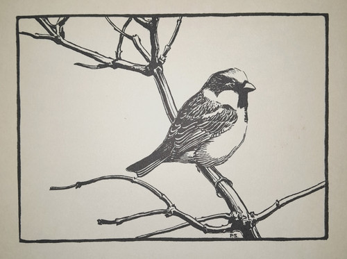 Sparrow peter scott bird print - sparrow,