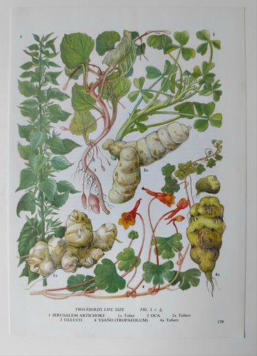 Vintage vegetable garden - vintage,