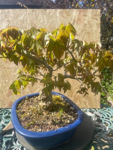Bonsai tree outdoor - tree,