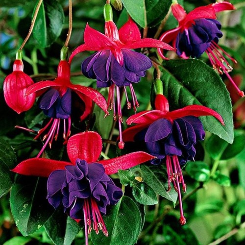 Hardy fuchsia dollar - 6,
