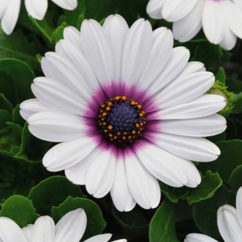 Osteospermum purple eye - , plant