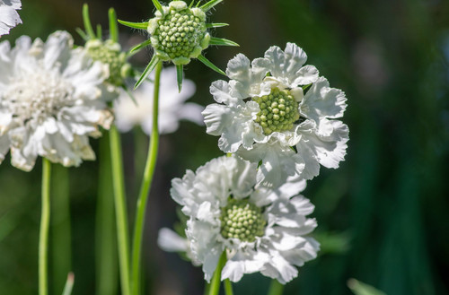 Scabious caucasica perfection - caucasica, 'perfection