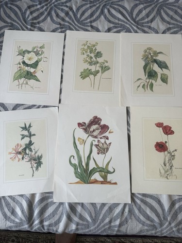 Set vintage botanical - of,