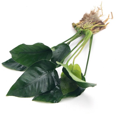 Anubias barteri var - anubias,