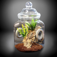 Super Cute Praying Mantis Jumping Spider Terrarium Kit