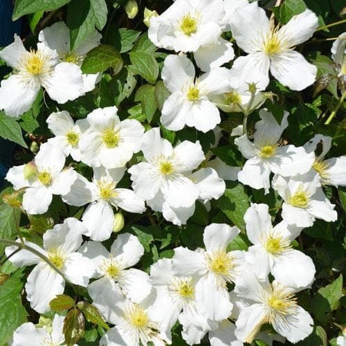 Clematis montana alba climber - clematis,