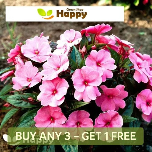 Busy lizzie pink - lizzie,