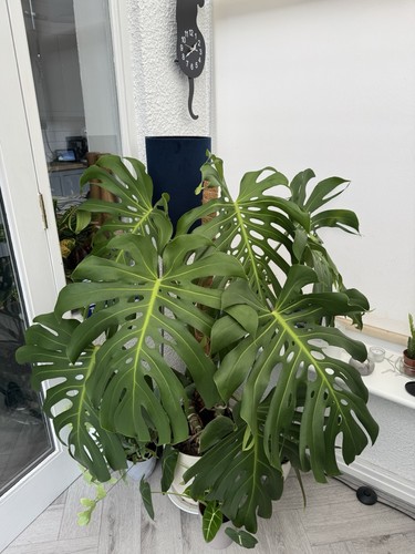 Monstera deliciosa swiss - monstera,