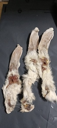 2kg rabbit ears - rabbit,