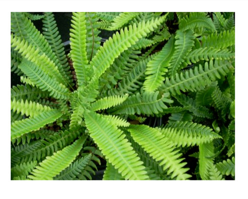 Hardy fern blechnum spicant - fern,