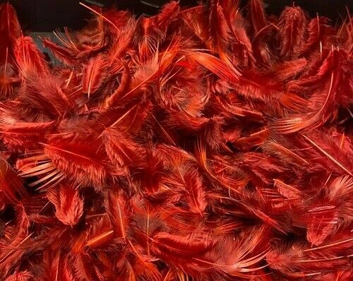 Dyed golden pheasant - pheasant, breast