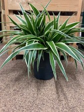 Spider Plant - Chlorophytum