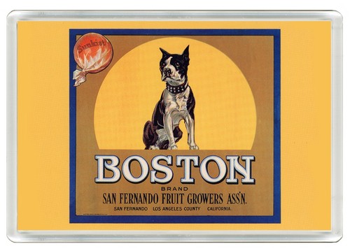 Boston terrier dog - dog, fridge