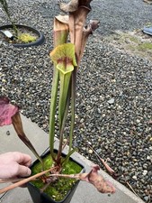 Sarracenia Asbo from Hewitt