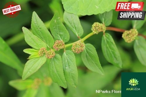 100 pure organic euphorbia - pure,