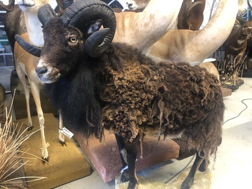 Taxidermy soay sheep full life - soay,