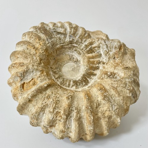 Large ammonite fossil from - large,