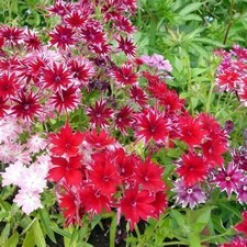 PHLOX CUSPIDATE TWINKLE MIXED 800 FLOWER SEEDS