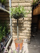Standard Olive Tree Olea