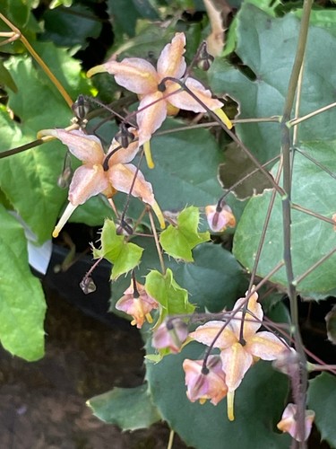 Epimedium tango plant - epimedium, in