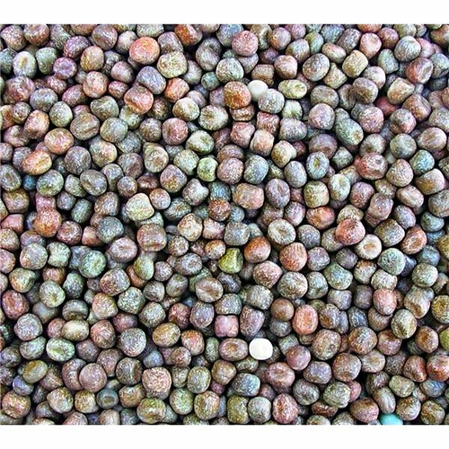 Maple peas 2kg carp - maple,
