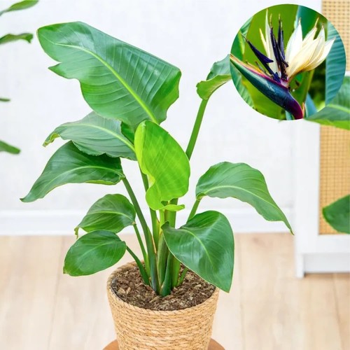 Strelitzia nicolai tropical - ,
